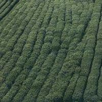 Isabel Chisomo Kapezi